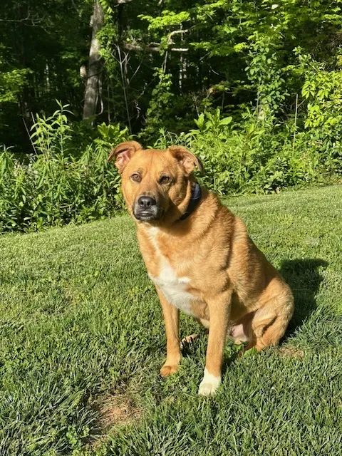 Apollo, the studio dog